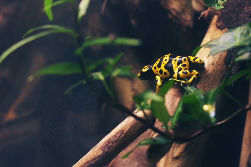 An application to identify amphibians
